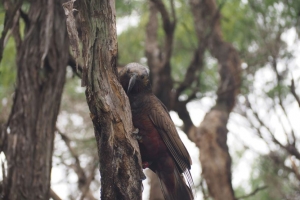 Boundary Stream kākā whānau grows