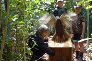 More kākā at Boundary Stream