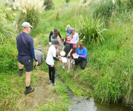 Taradale Intermediate Freshwater monitoring habitats WEB 2013